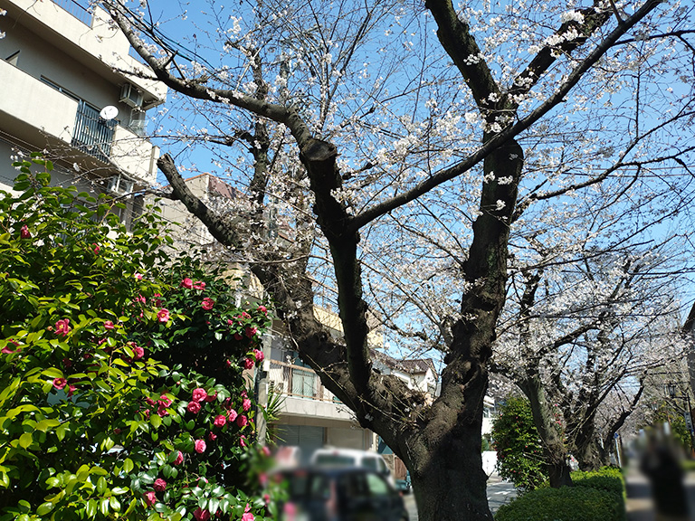 suidomichi-ryokudo-sakura-9.jpg