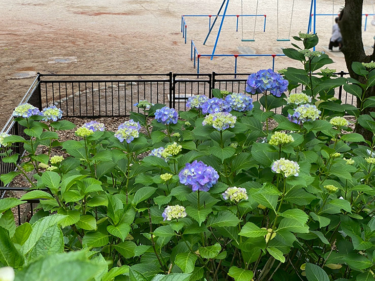tsuruma-park-ajisai-12.jpg