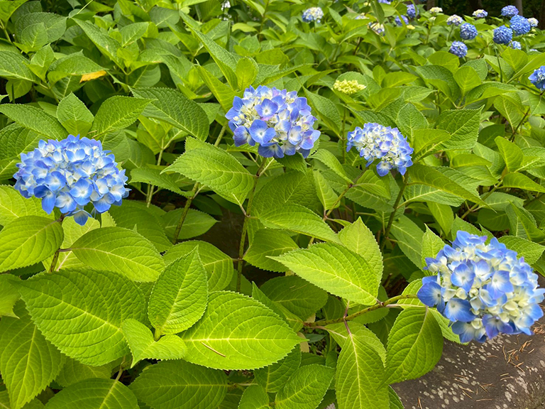tsuruma-park-ajisai-19.jpg