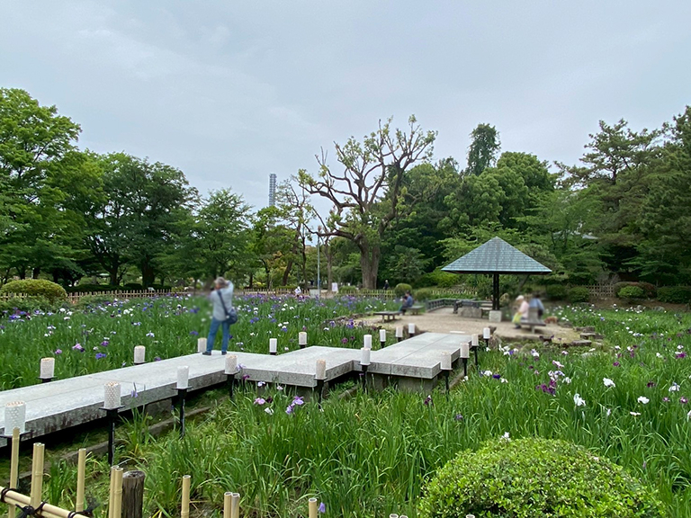 tsuruma-park-ajisai-26.jpg
