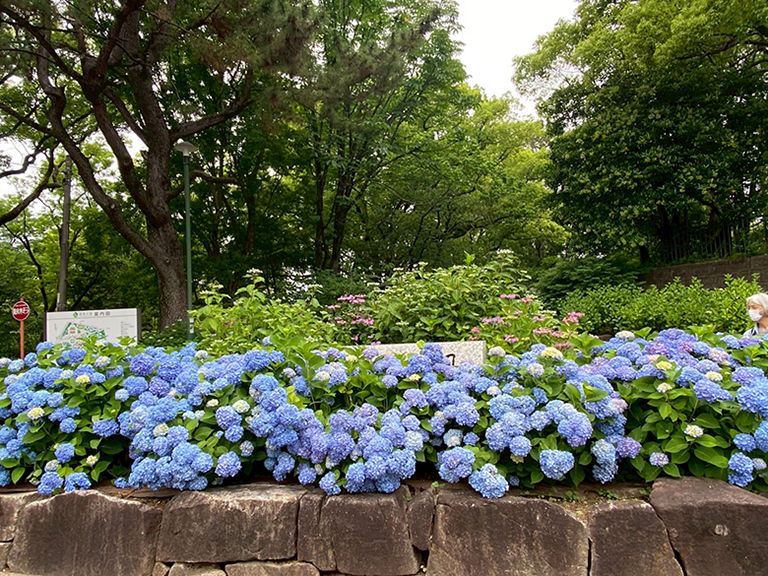 tsuruma-park-ajisai-8.jpg