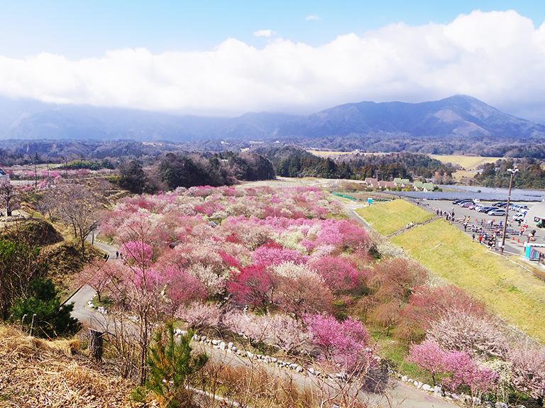 まさに桃源郷 一度は見ておきたい絶景スポット 三重県 いなべ市農業公園 の梅が見頃です いなべ市の住みやすさを紹介 住む街なび