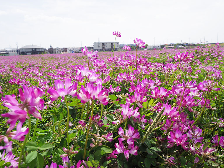 昔懐かしいこんな風景 守山区志段味のレンゲ畑 名古屋市守山区の住みやすさを紹介 住む街なび