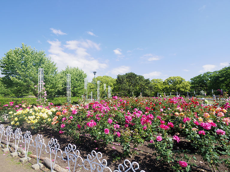 美しいバラにうっとり ５月の 鶴舞公園 昭和区の住みやすさを紹介 住む街なび
