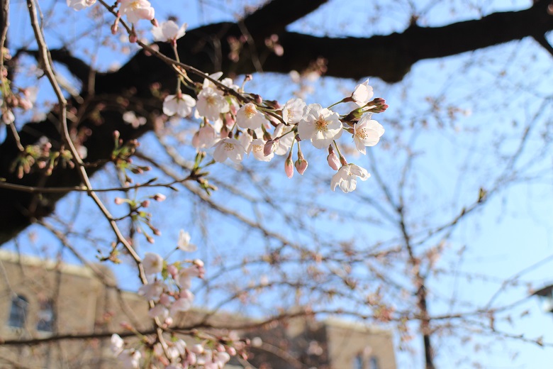 桜が開花し始めました 鶴舞公園は名古屋市中区の定番花見スポット 19年 名古屋市中区の住みやすさを紹介 住む街なび