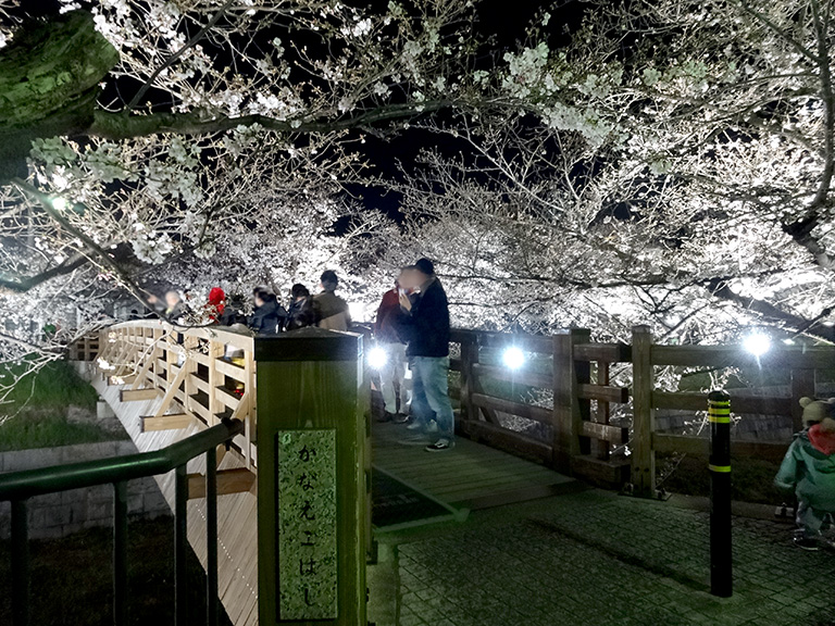 地元から発信！瑞穂区の住みやすさを紹介夜桜を見に名古屋市瑞穂区「山崎川」へ。桜のライトアップは4月4日まで（予定）です！（2019年）