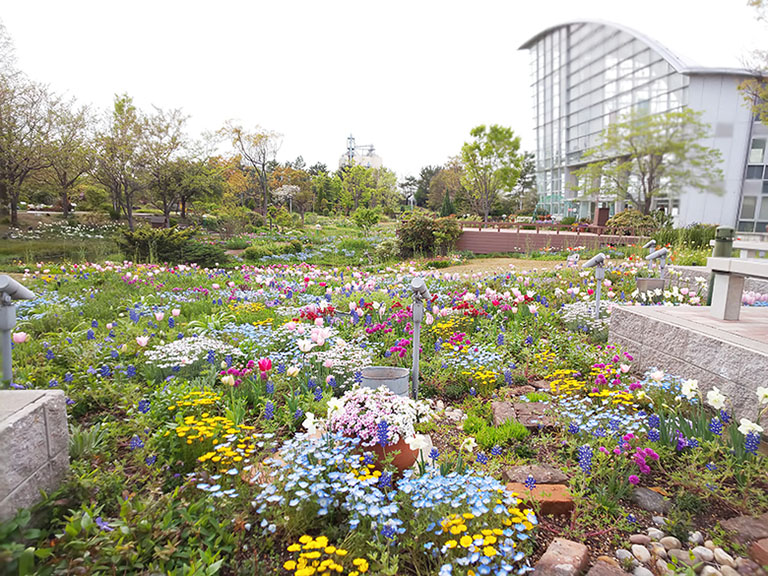 春のお花が咲き乱れる 名古屋市港区の 名古屋港ワイルドフラワーガーデン ブルーボネット 19年 港区の住みやすさを紹介 住む街なび