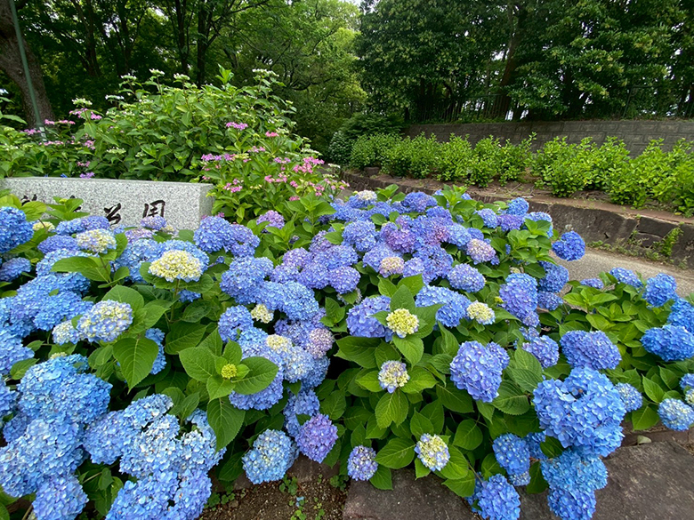 5月下旬の鶴舞公園では何が見られる?花菖蒲と紫陽花の様子を見に行ってみた