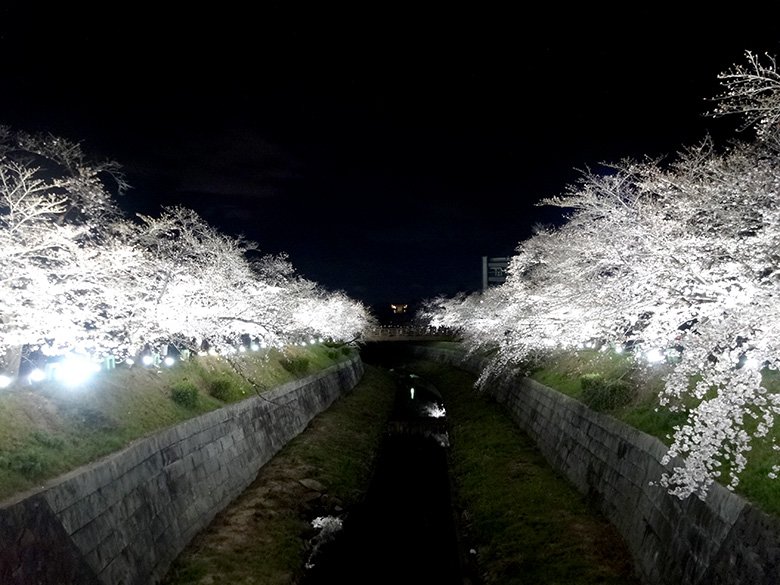 夜桜を見に名古屋市瑞穂区「山崎川」へ。桜のライトアップは4月4日まで（予定）です！（2019年）