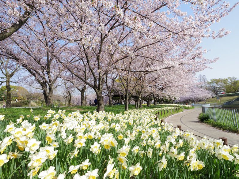 水仙と桜のコラボ！天白区の細口池公園