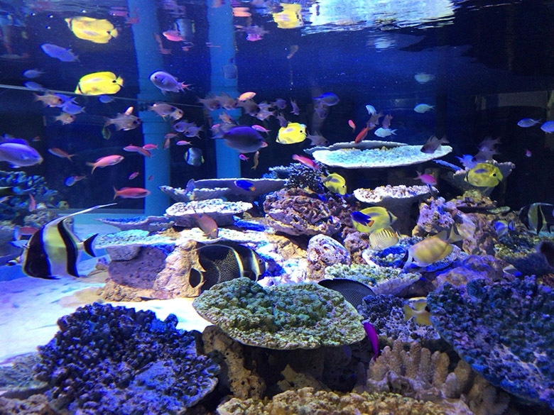 “しょぼい”ではなくゆるい！蒲郡市の『竹島水族館』が面白い！人気の理由は安さとゆるさ！？手作り感満載でほっこりする、愛知県のおすすめ水族館です♪