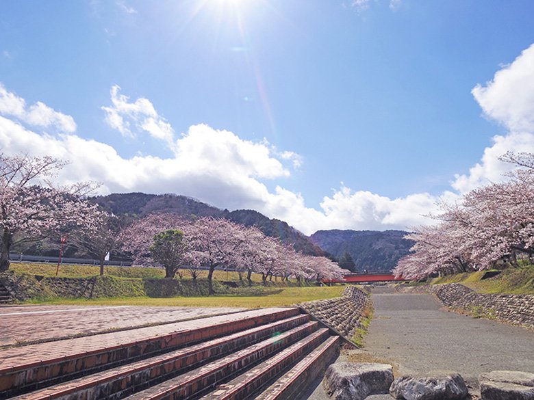 岐阜県海津市「羽根谷だんだん公園」のソメイヨシノが見頃を迎えています！(2019年)