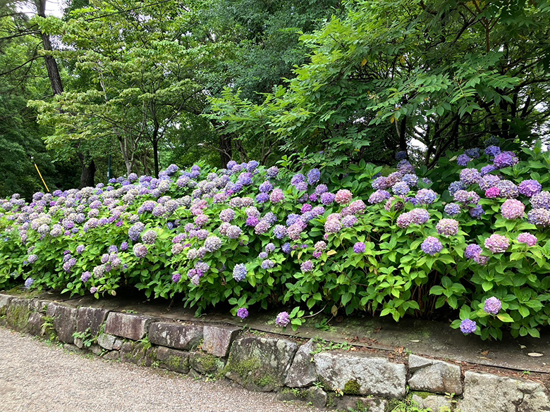 6月が見頃！鶴舞公園の「あじさいの散歩道」で癒されてきた