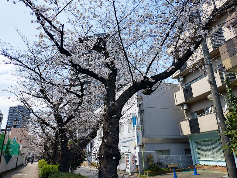 千種区・今池にある「水道みち緑道」の桜並木。穴場で楽しむ静かなお花見スポットです！