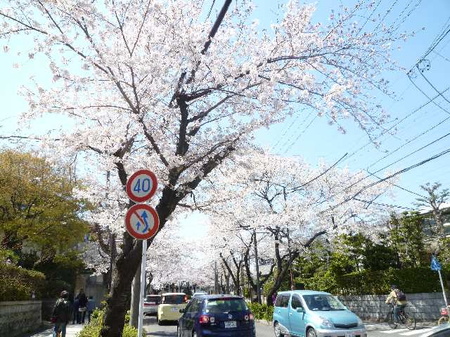桜並木