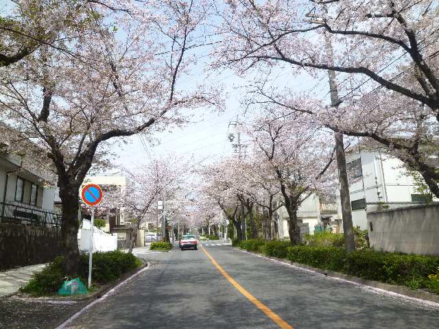 桜並木