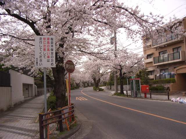 桜並木道（近隣風景）