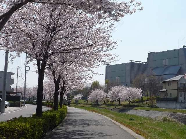 香流川沿い（春）