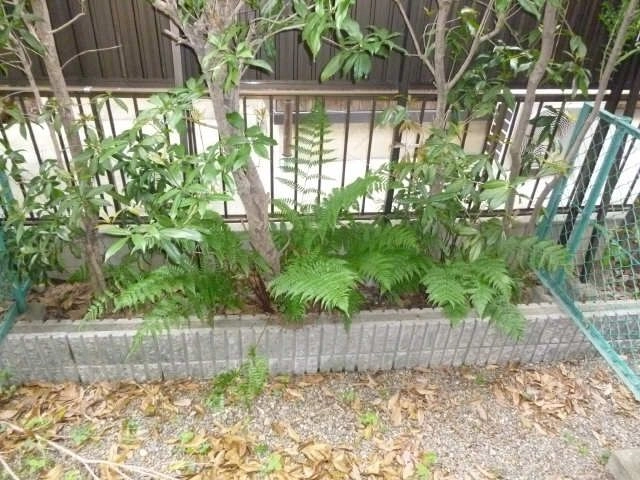 庭