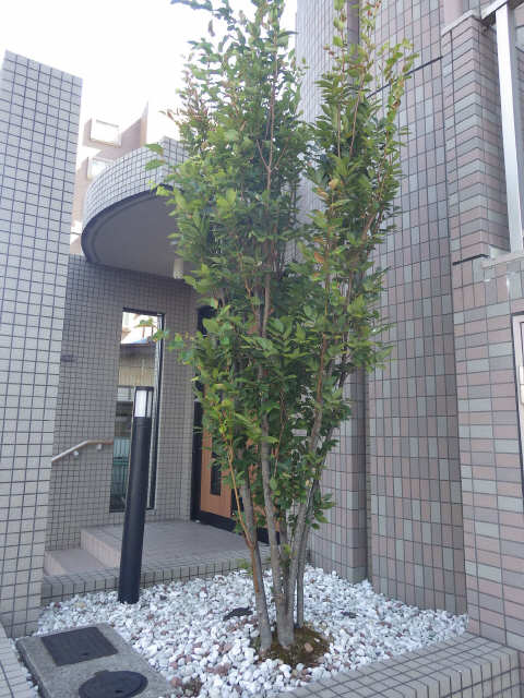 シンボルツリー