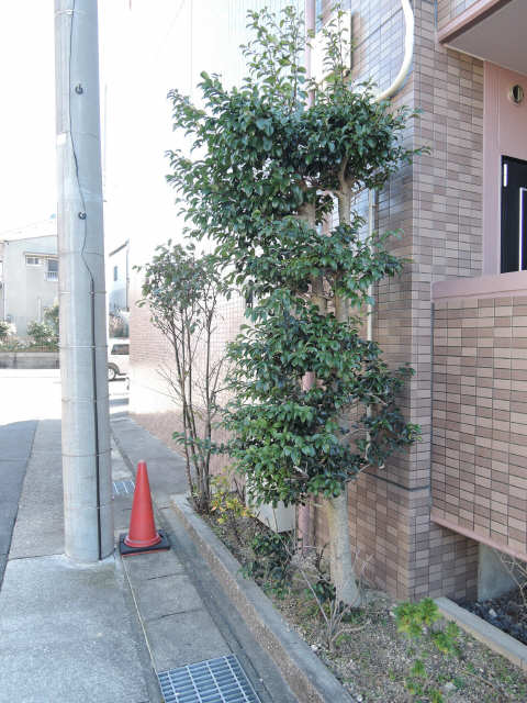シンボルツリー