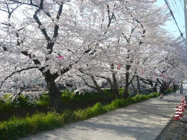 五条川沿いの桜並木
