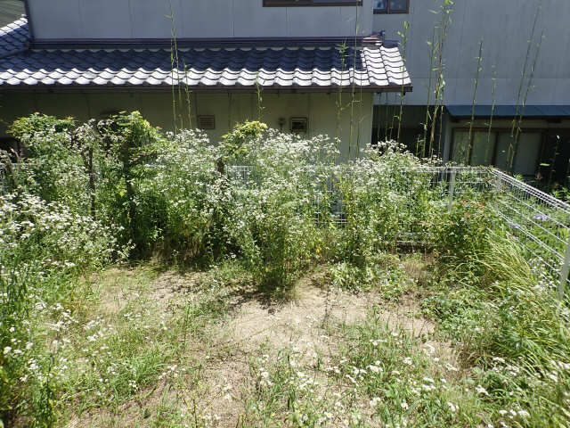 庭