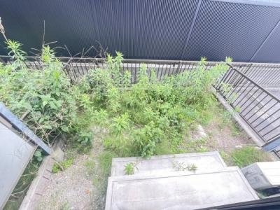 庭