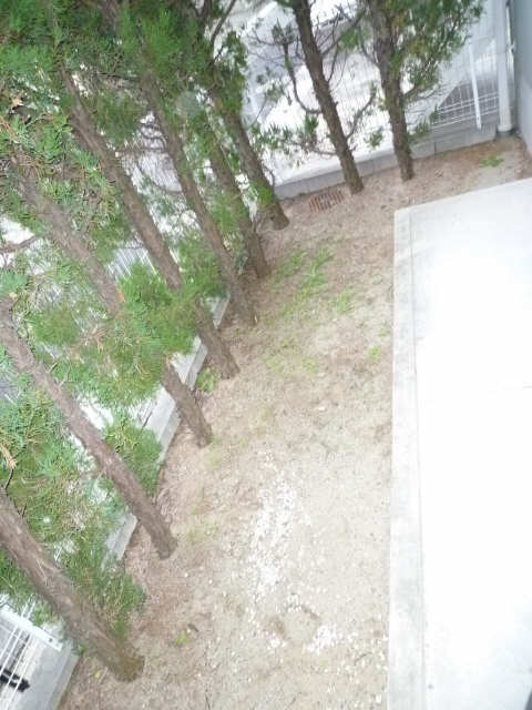 庭