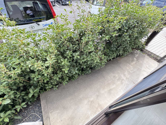 庭