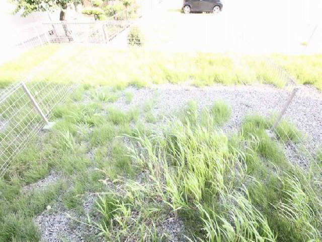 庭