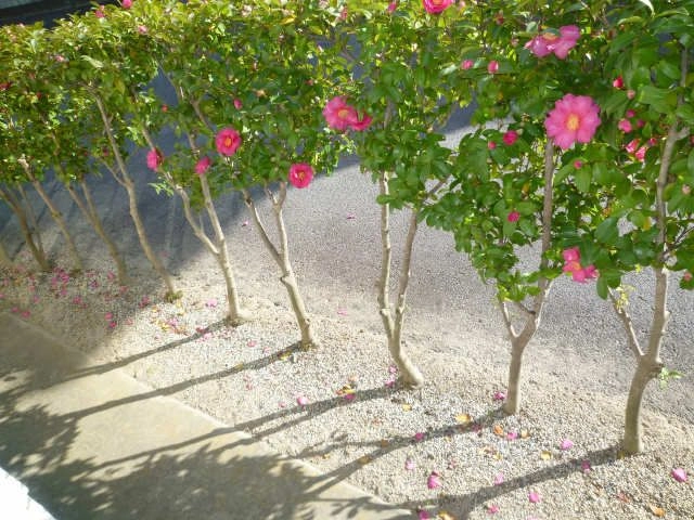 庭