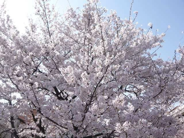 桜