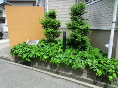 庭