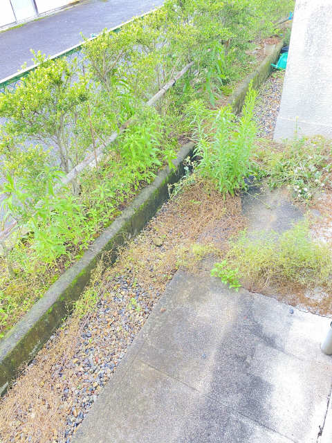 庭