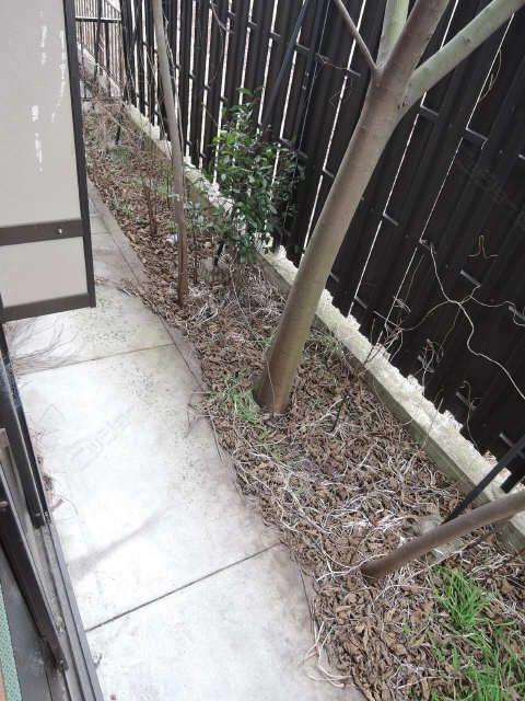 庭